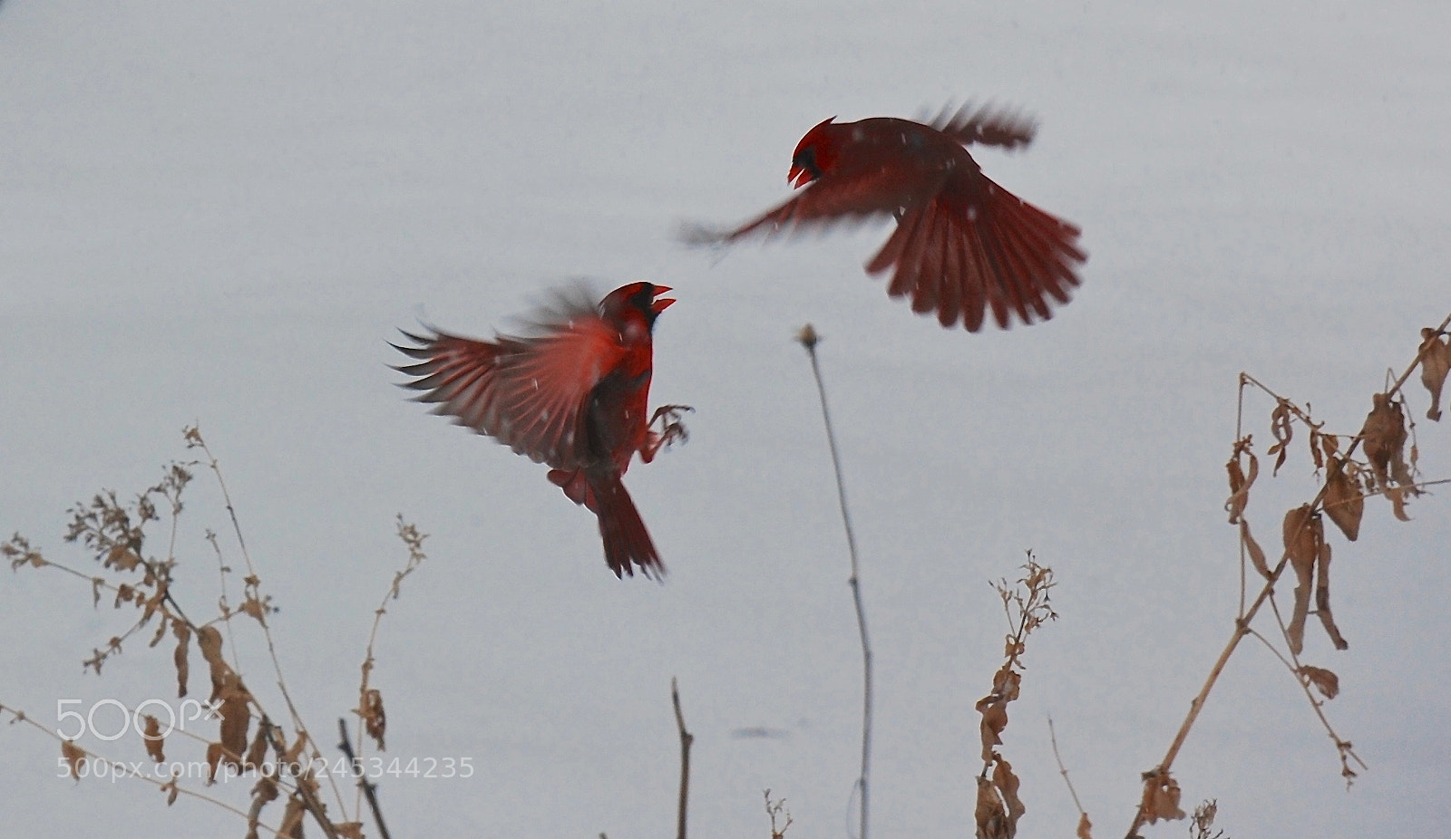 Nikon D40 sample photo. Cardinal dispute photography