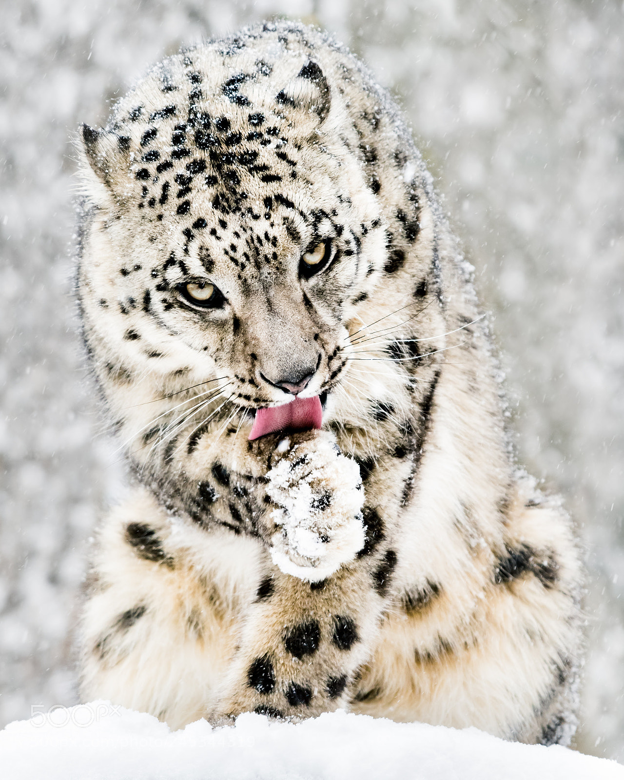 Nikon D810 sample photo. Snow leopard in snow photography