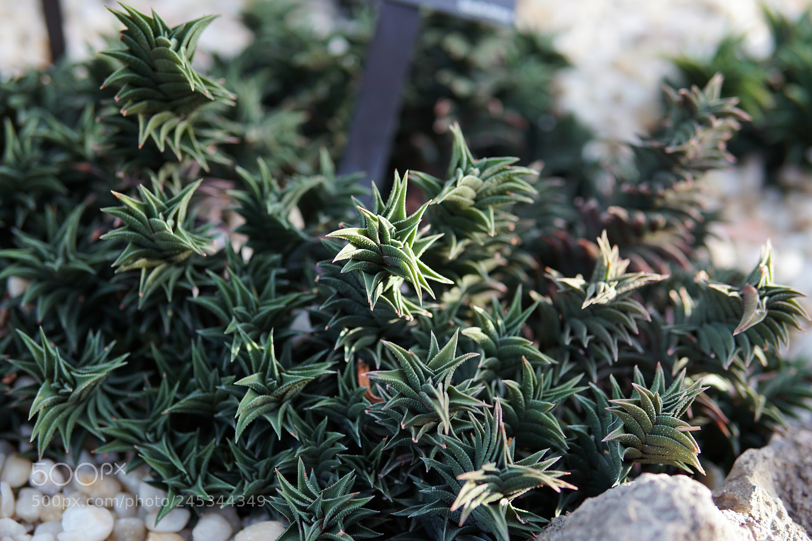 Sony a6300 sample photo. Haworthia tortuosa cactus photography