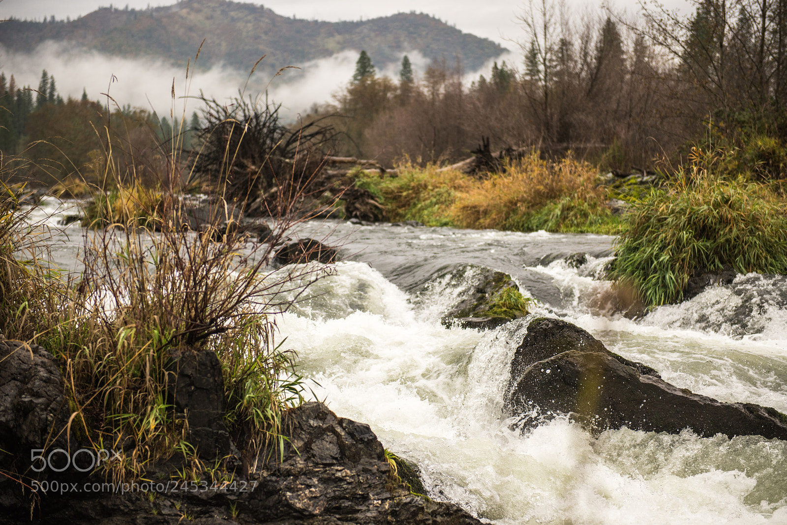 Nikon D600 sample photo. Rogue river near gold photography