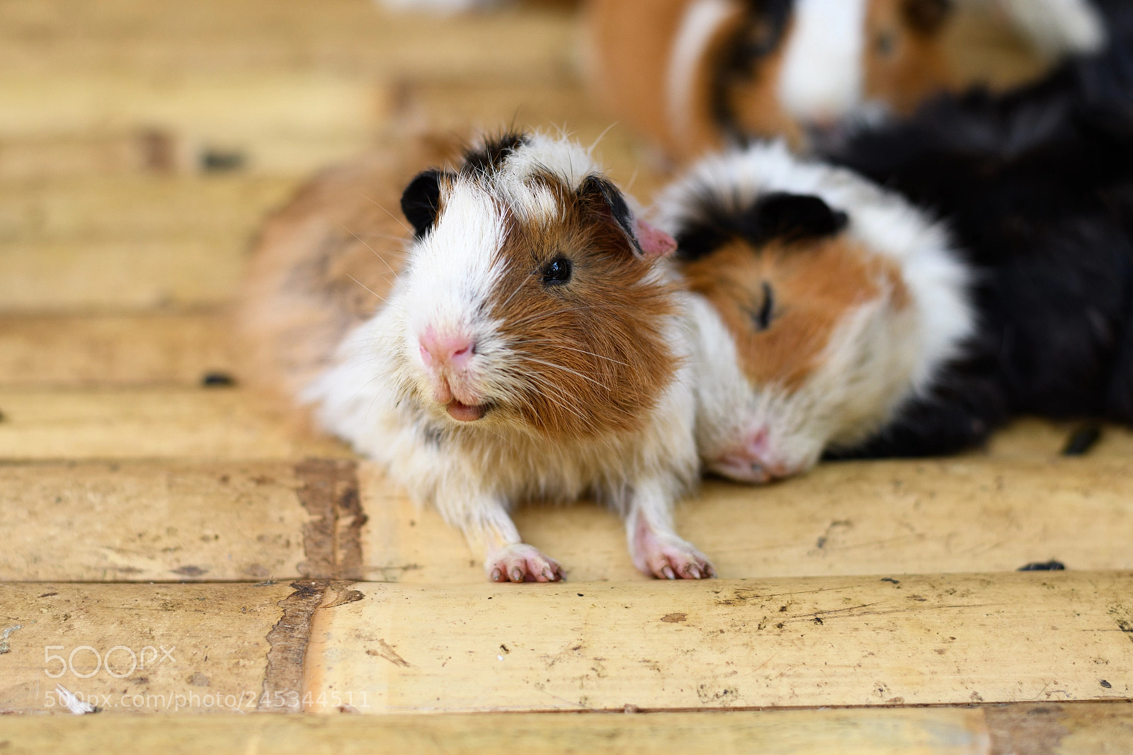 Nikon D7500 sample photo. Guinea pigs photography