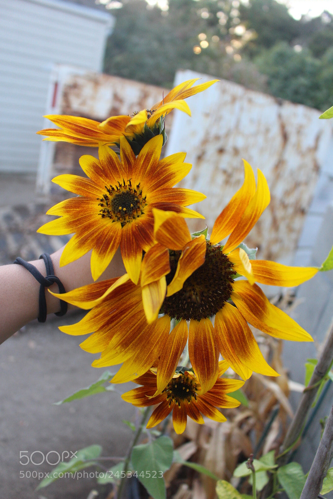 Canon EOS 100D (EOS Rebel SL1 / EOS Kiss X7) sample photo. Mexican sunflower ? photography