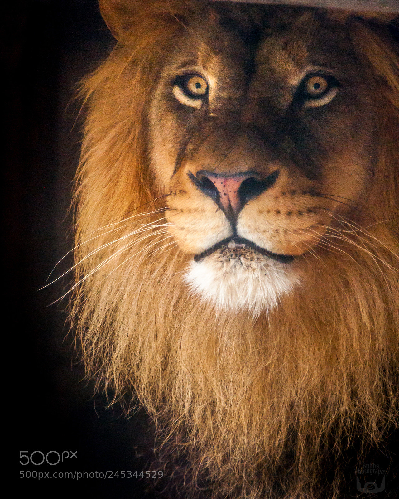 Nikon D90 sample photo. Lion's gaze - oregon photography