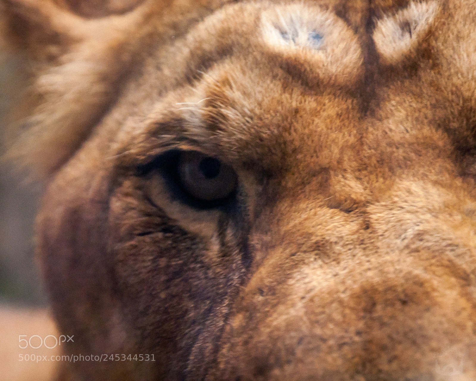 Nikon D90 sample photo. Lioness' stare - oregon photography