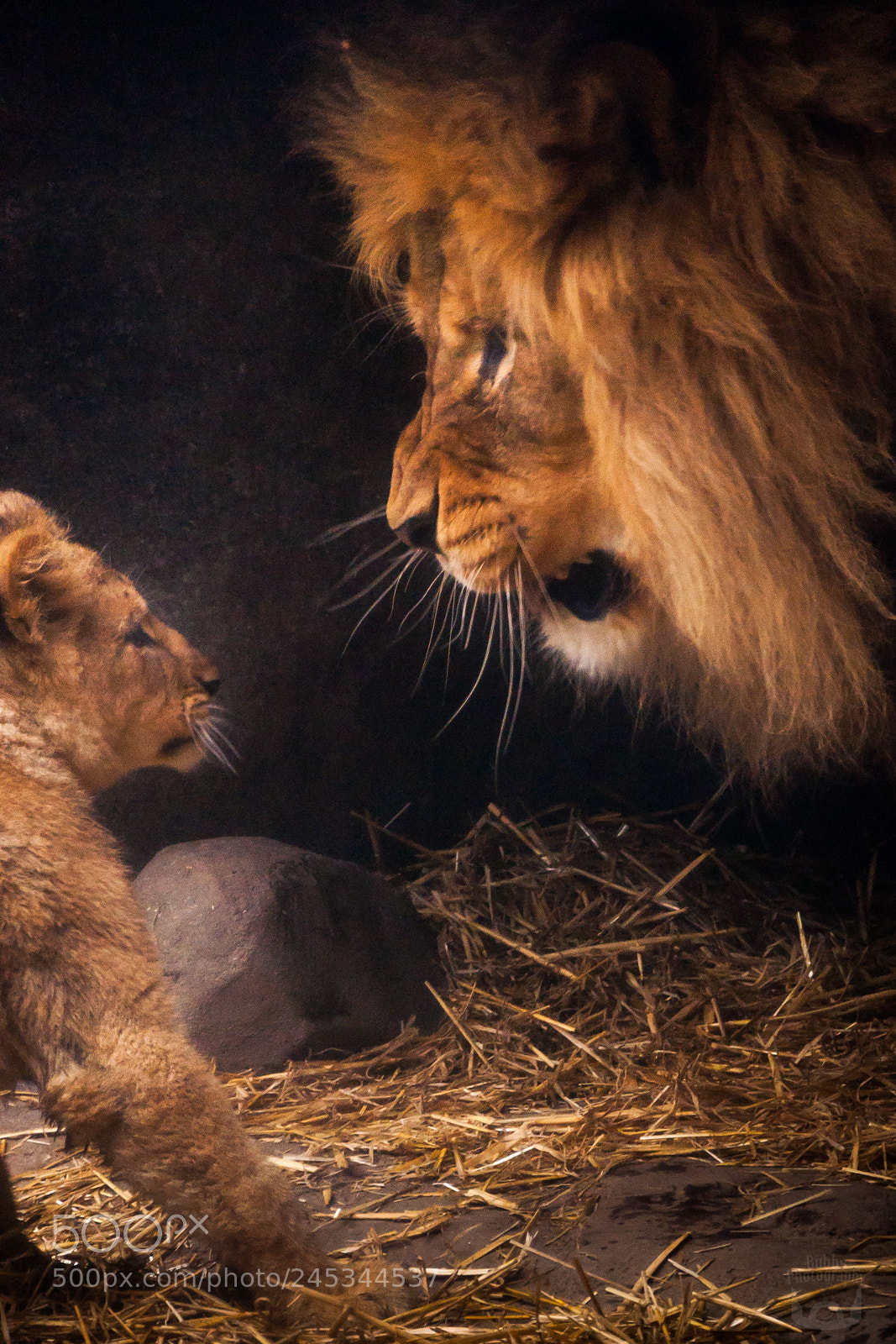 Nikon D90 sample photo. Lion cub time out photography