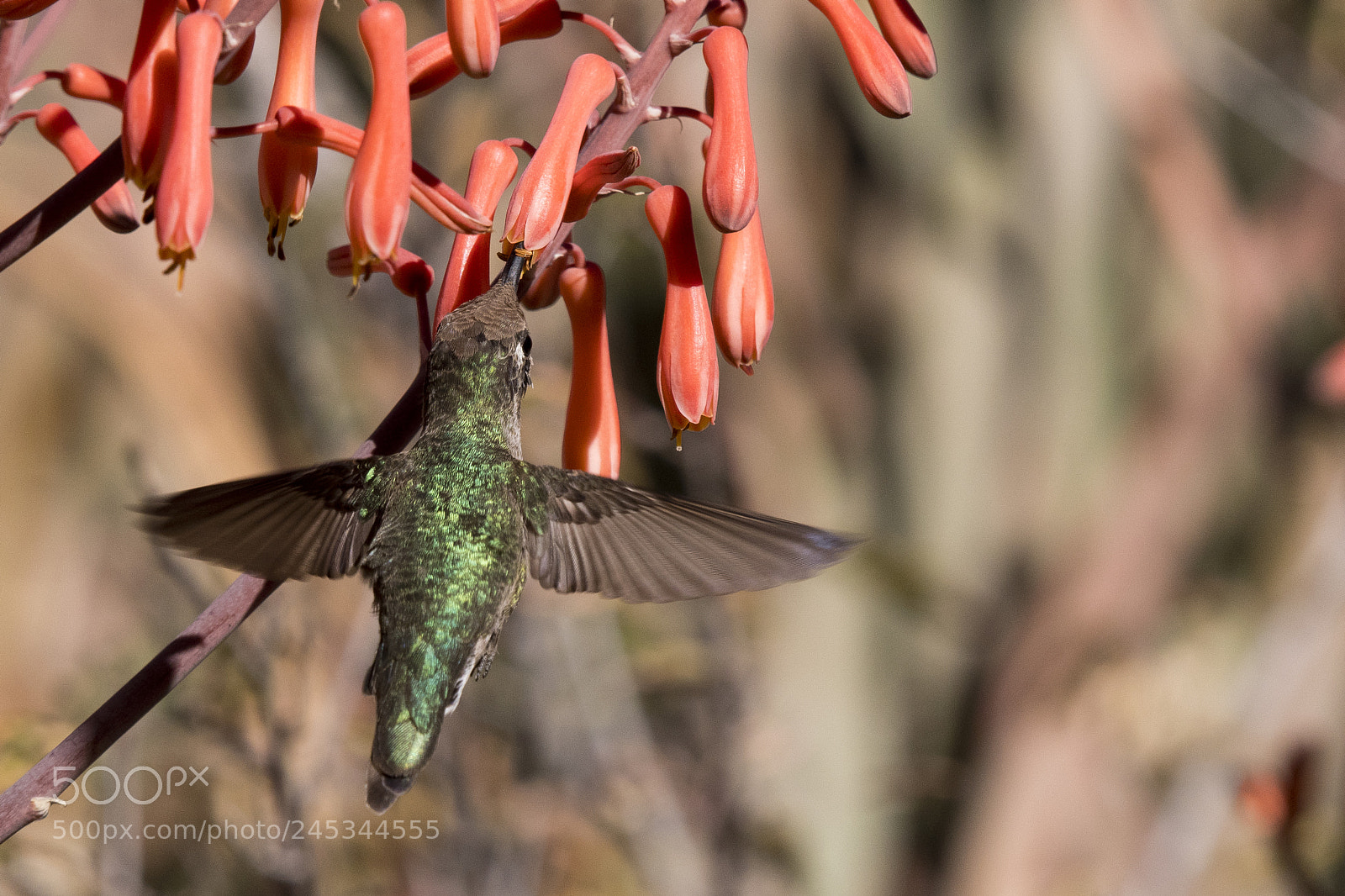 Nikon D500 sample photo. Birds photography
