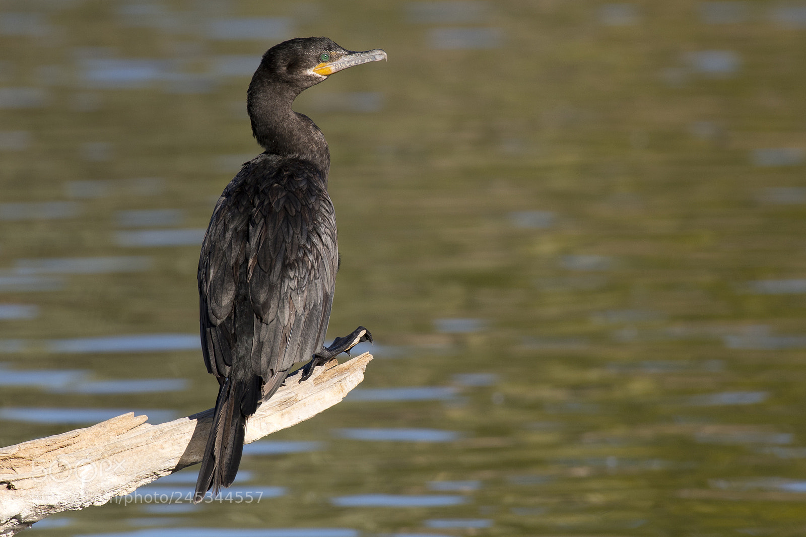 Nikon D500 sample photo. Birds photography