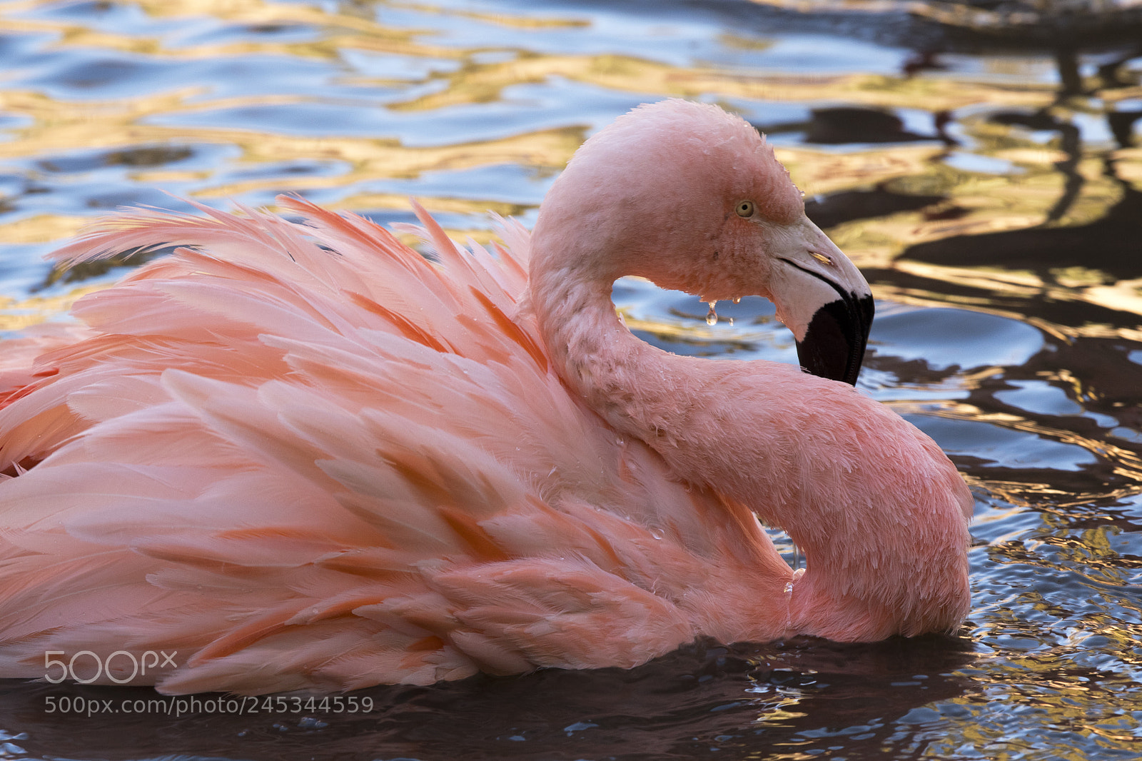 Nikon D500 sample photo. Birds photography