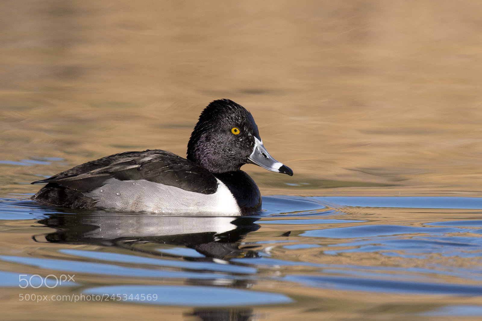 Nikon D500 sample photo. Birds photography