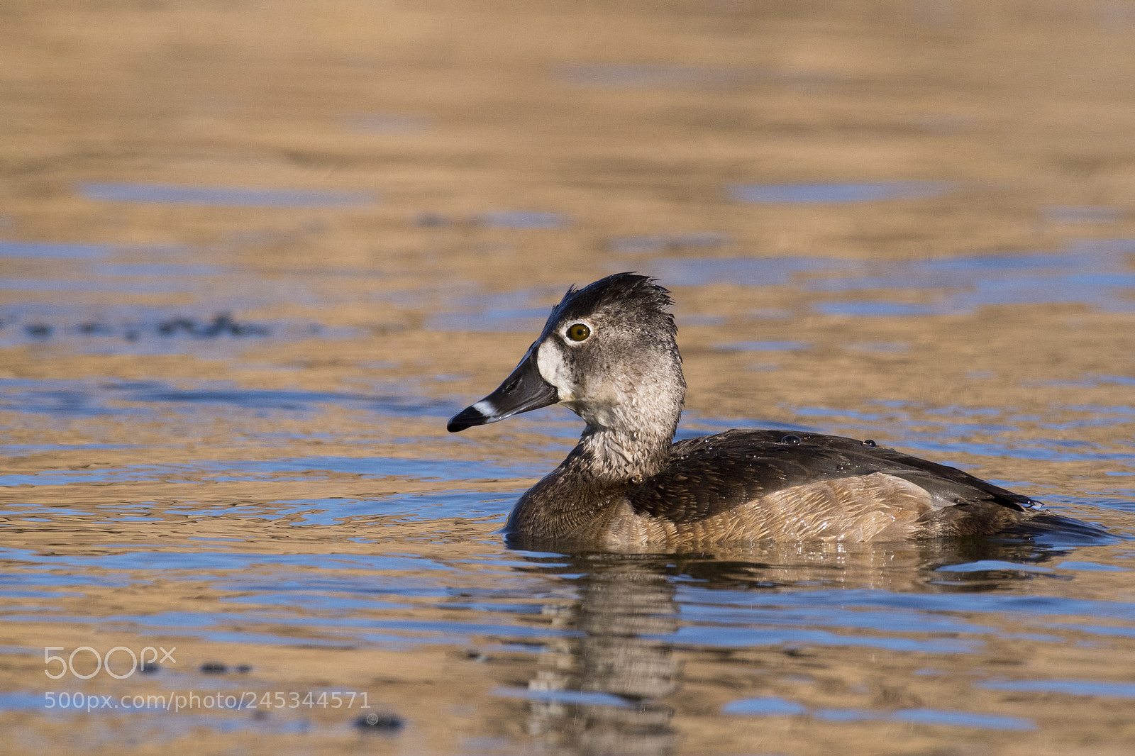 Nikon D500 sample photo. Birds photography