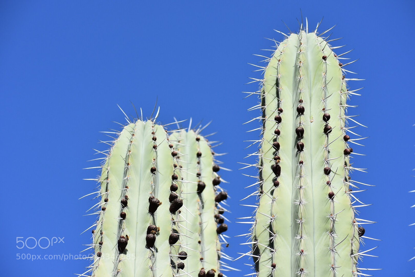Nikon D7200 sample photo. Blue sky photography
