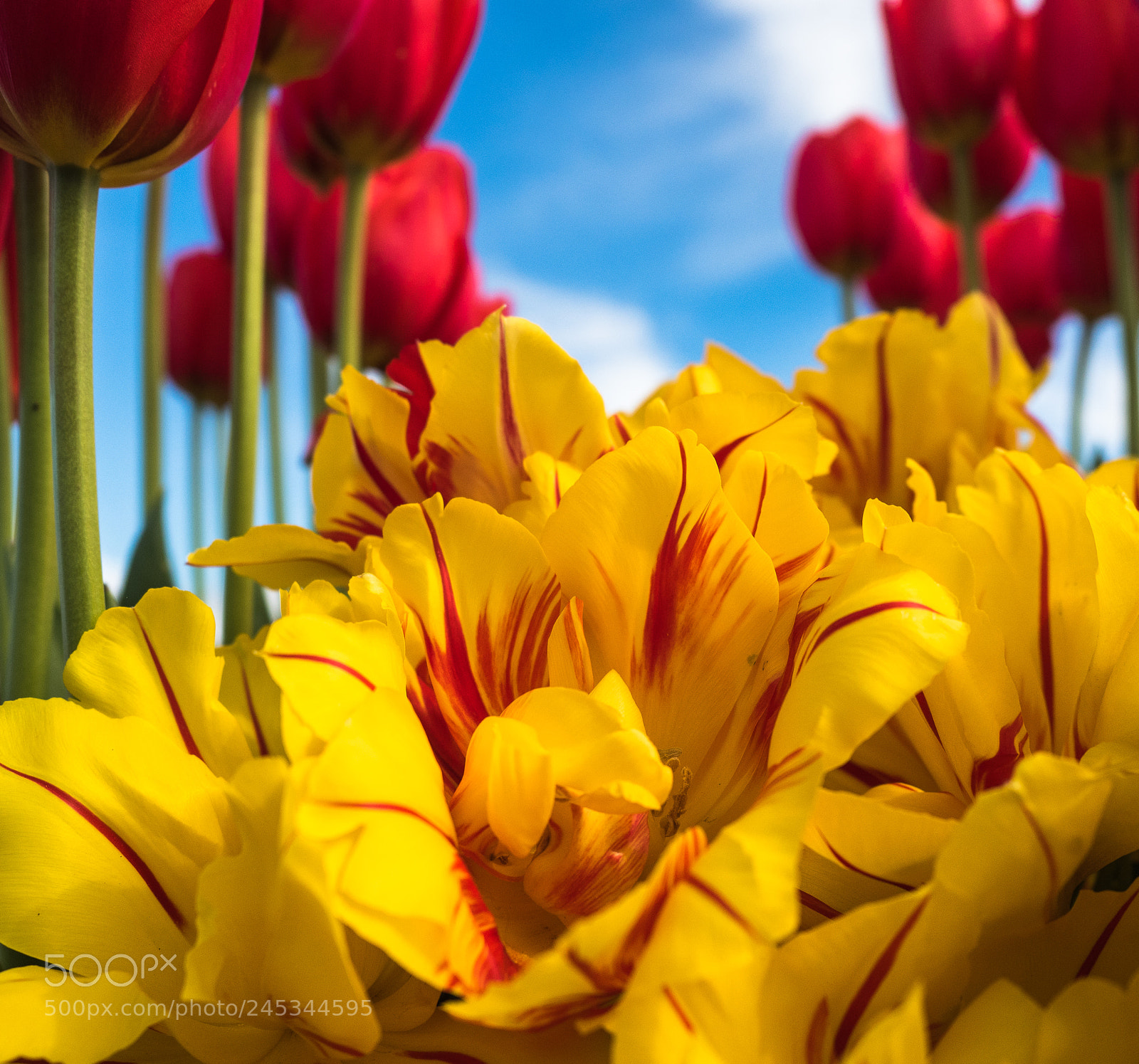 Olympus OM-D E-M5 II sample photo. Tulips in bloom photography