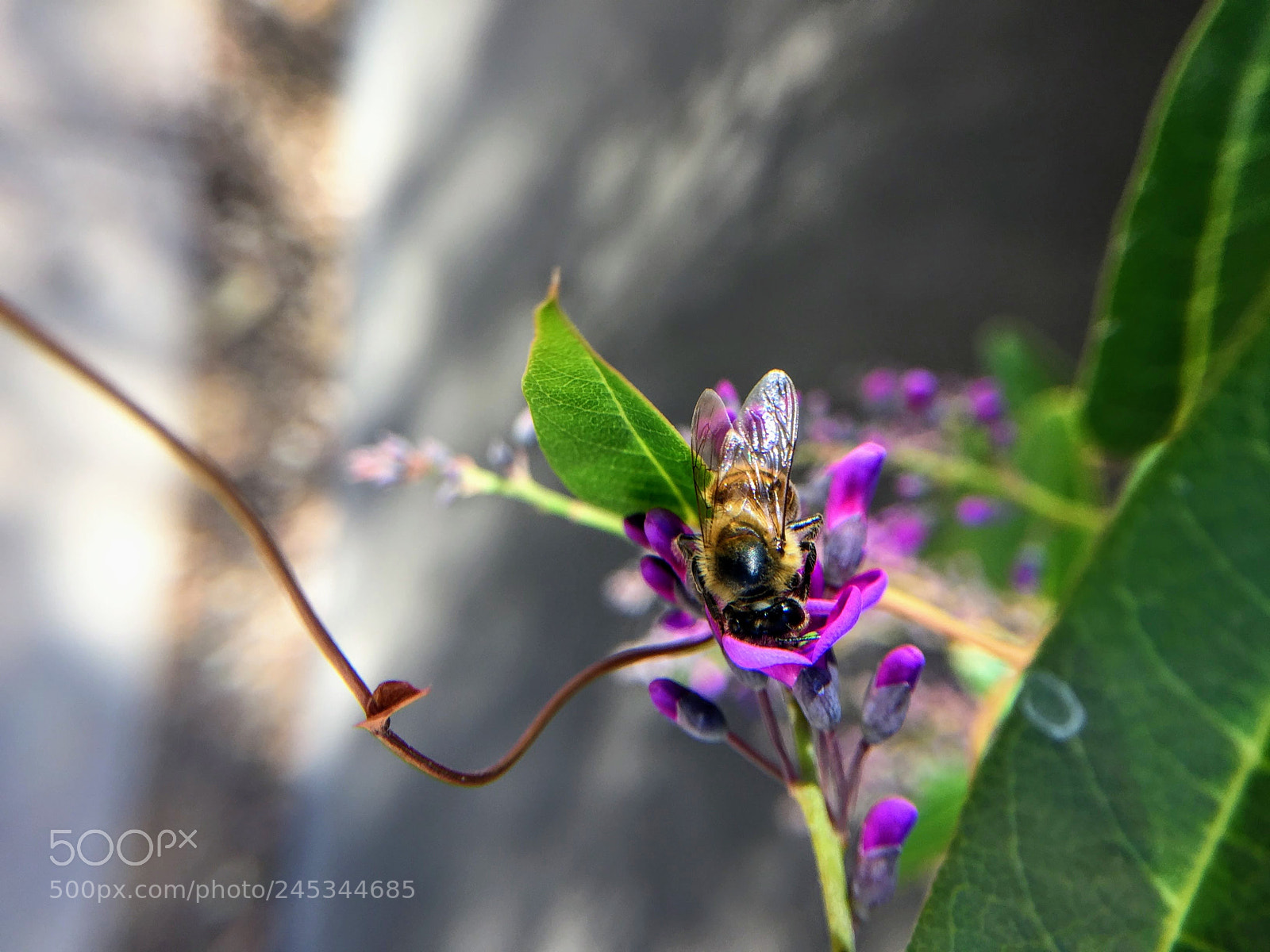 Apple iPhone 6 sample photo. Trapped bee photography