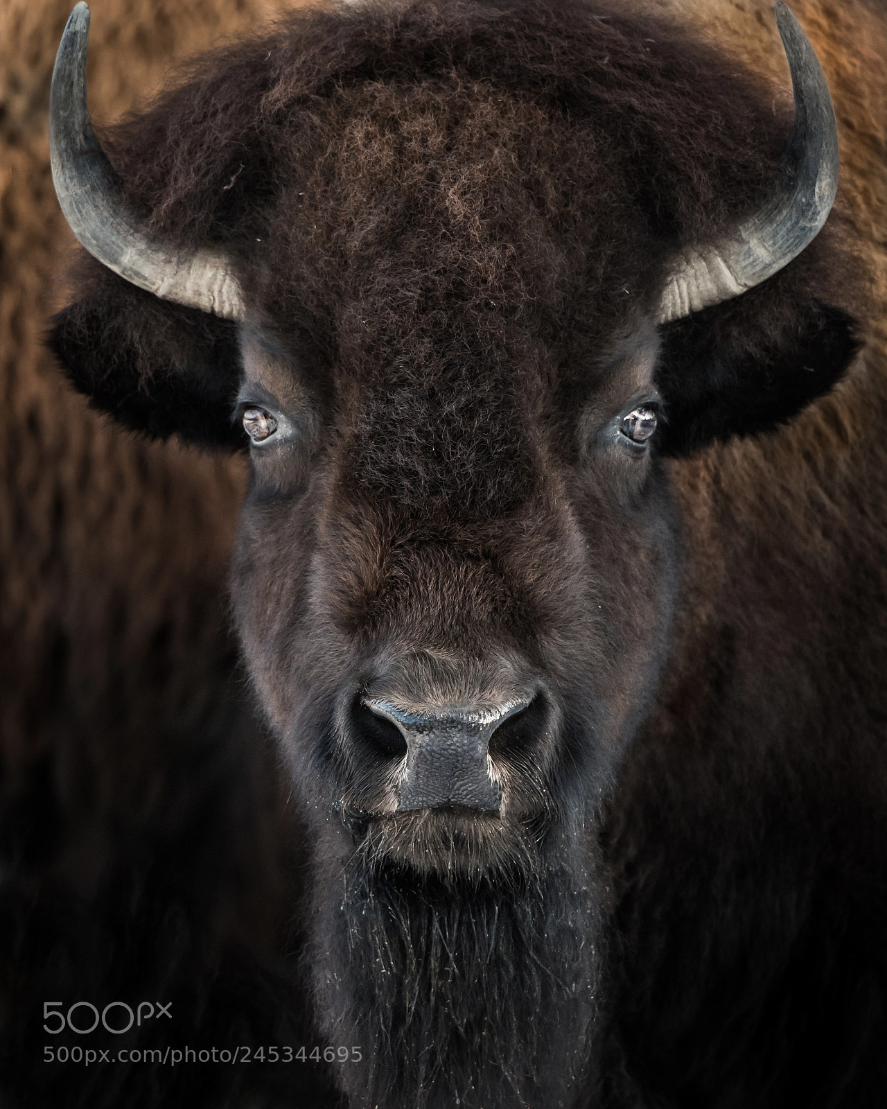 Nikon D800 sample photo. American bison ii photography