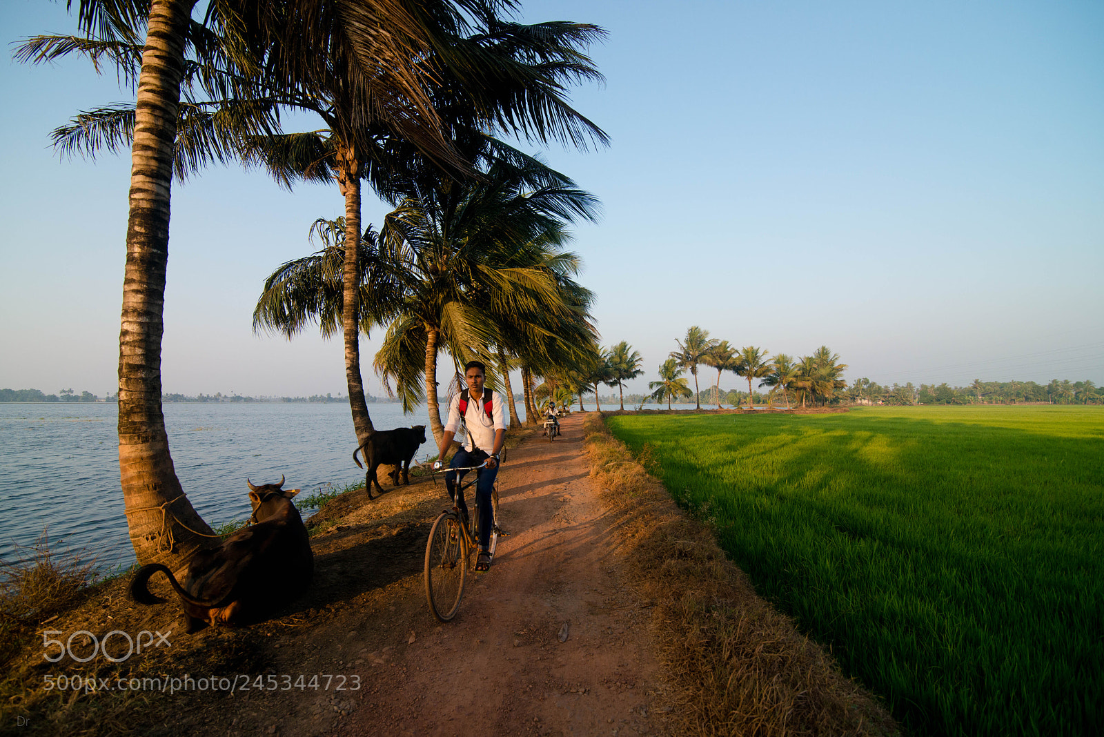 Nikon D800E sample photo. Untitled photography