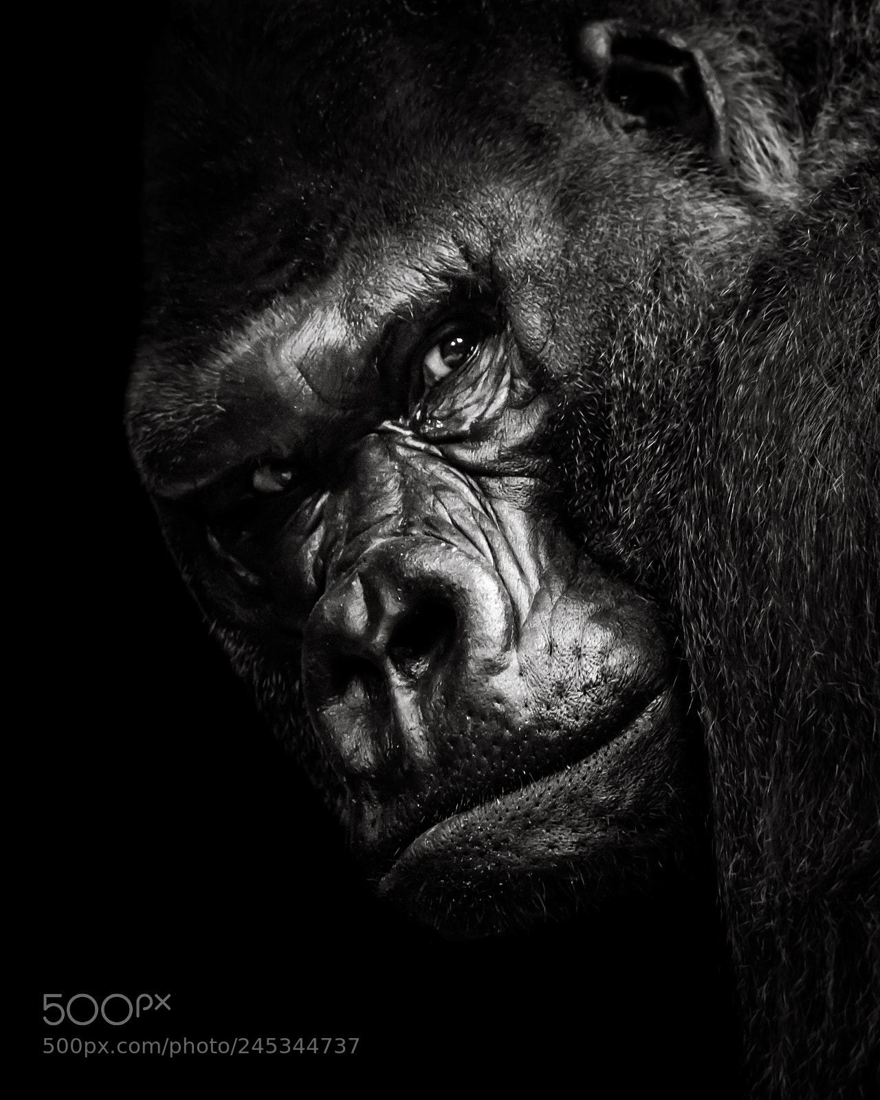 Nikon D800 sample photo. Western lowland gorilla bw photography