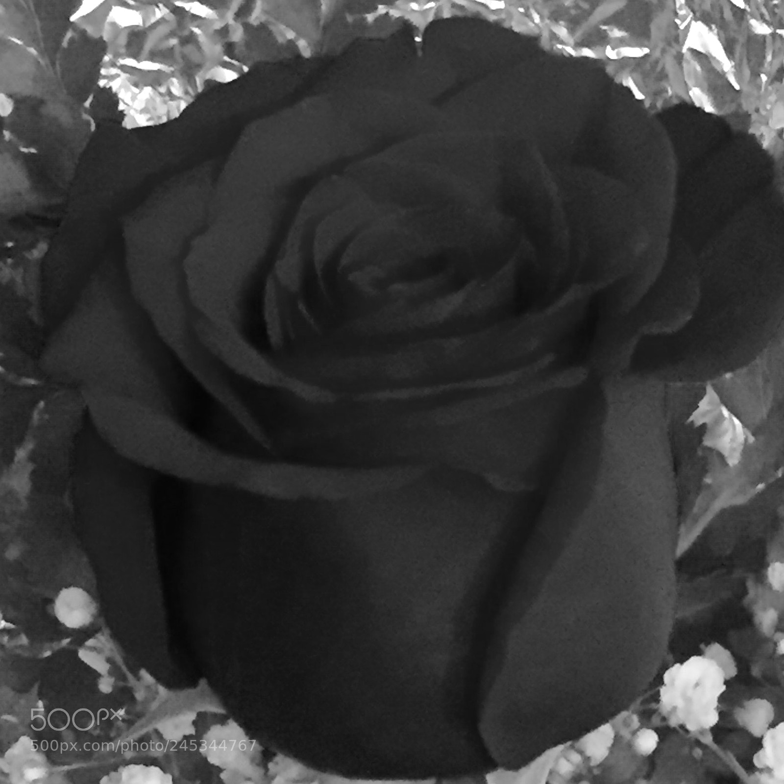 Apple iPhone 6 sample photo. Black and white rose photography