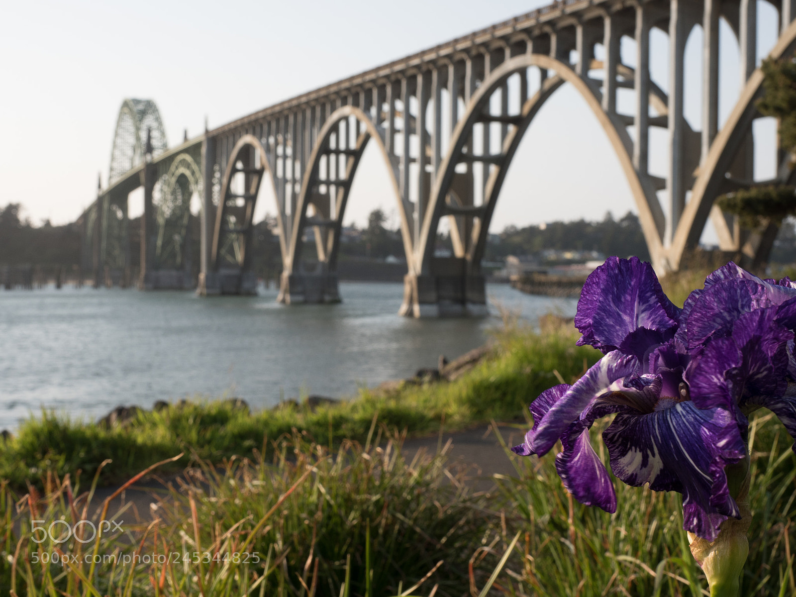 Olympus OM-D E-M5 II sample photo. Beauty near the bridge photography