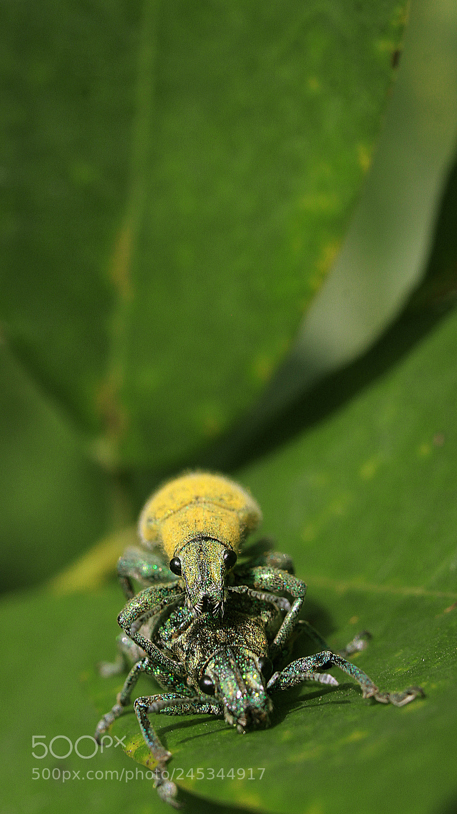 Canon EOS 50D sample photo. Do not disturb photography