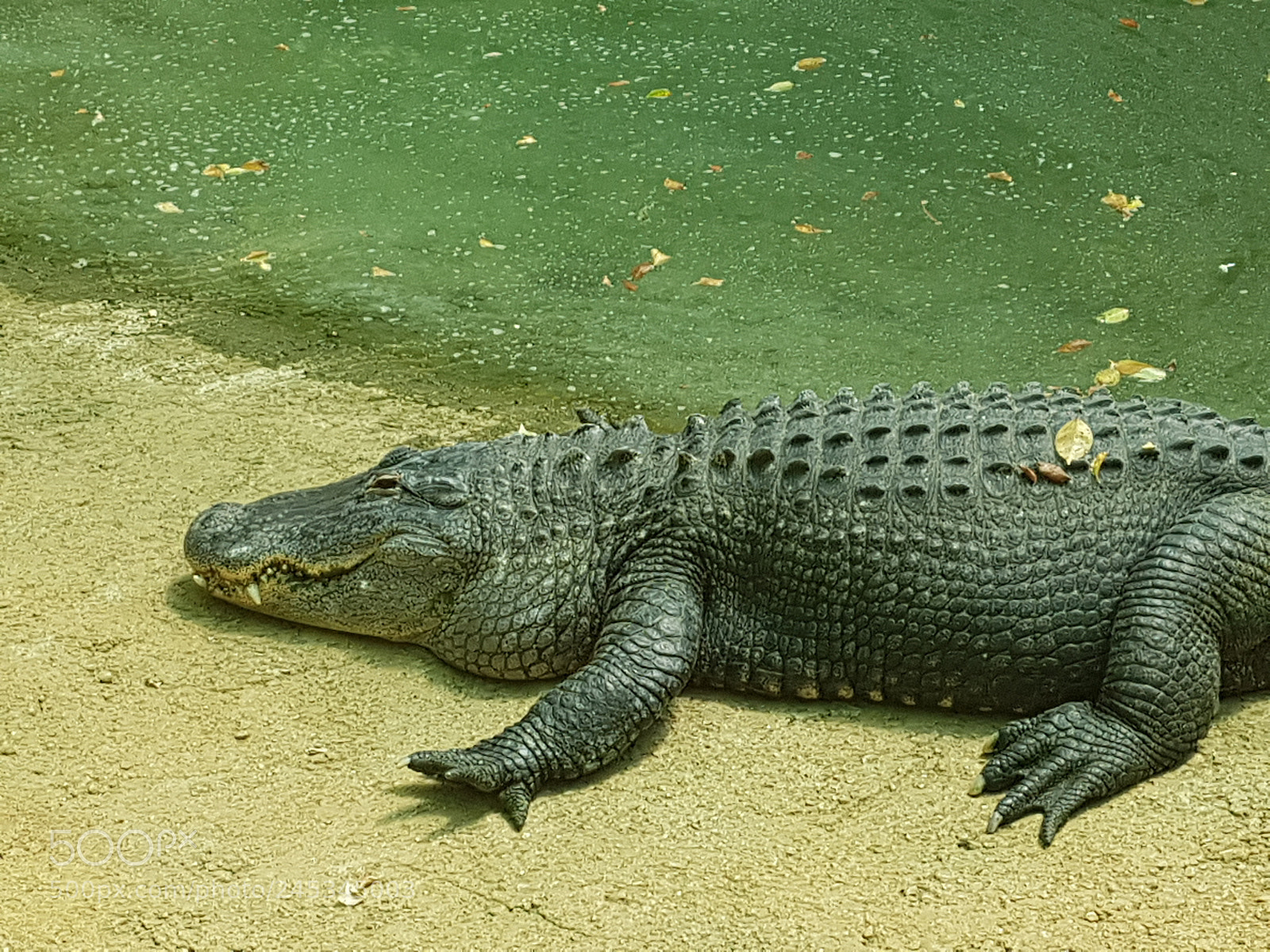 Samsung Galaxy S7 sample photo. Crocodile photography