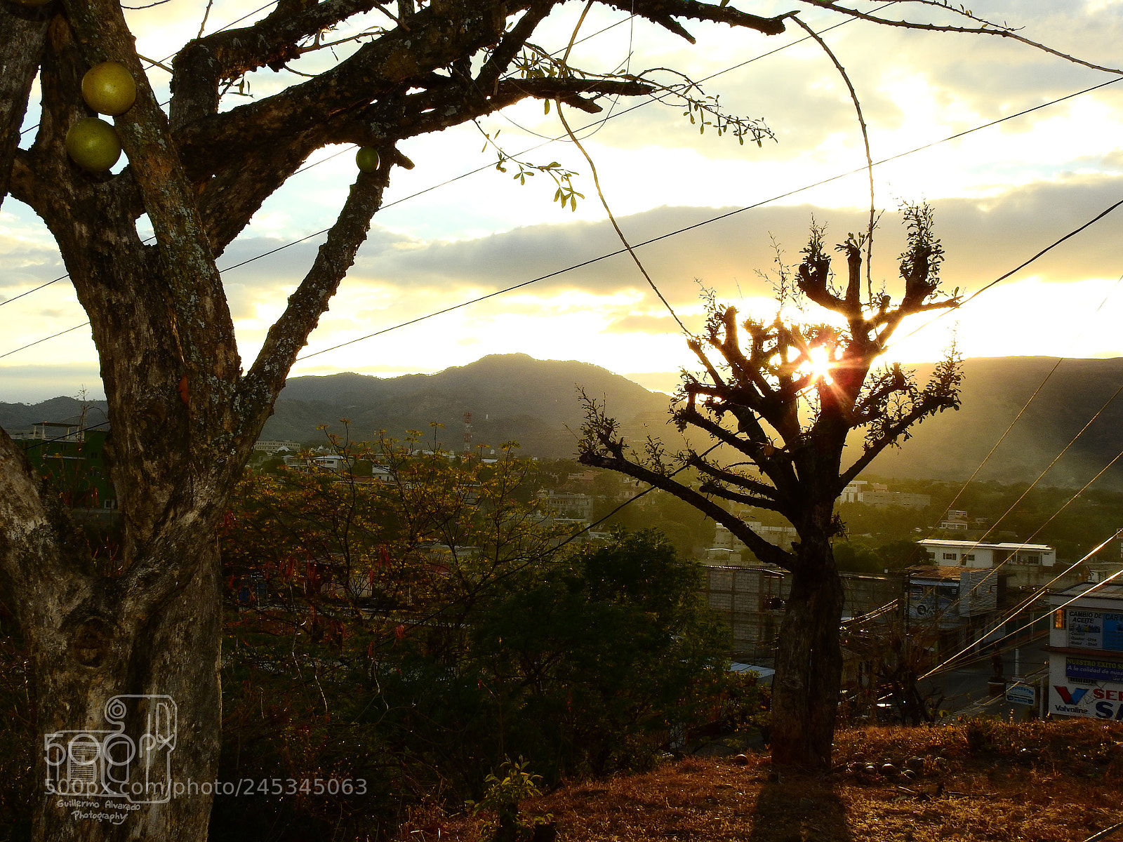 Nikon Coolpix P900 sample photo. Sun tree photography