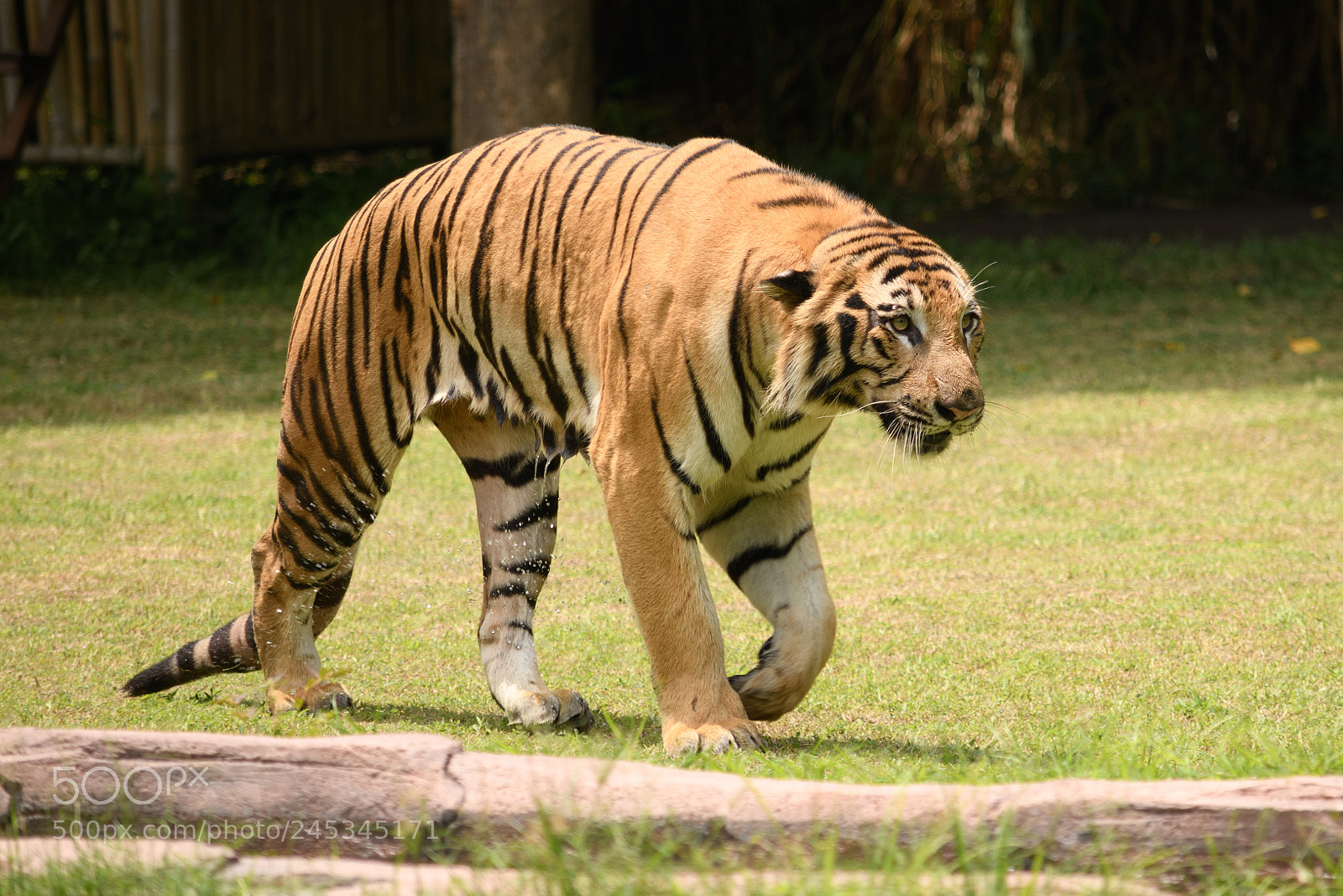 Nikon D7500 sample photo. Tiger photography