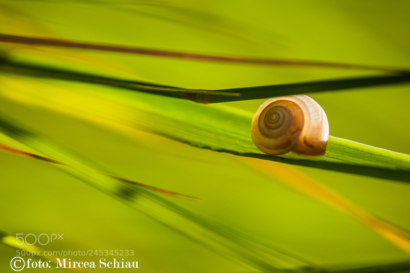 Nikon D90 sample photo. The snail photography