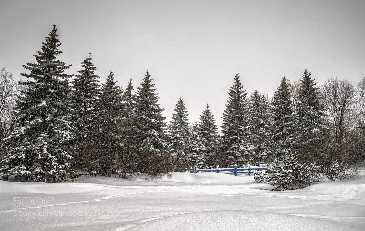 Sony ILCA-77M2 sample photo. Winter wonderland photography