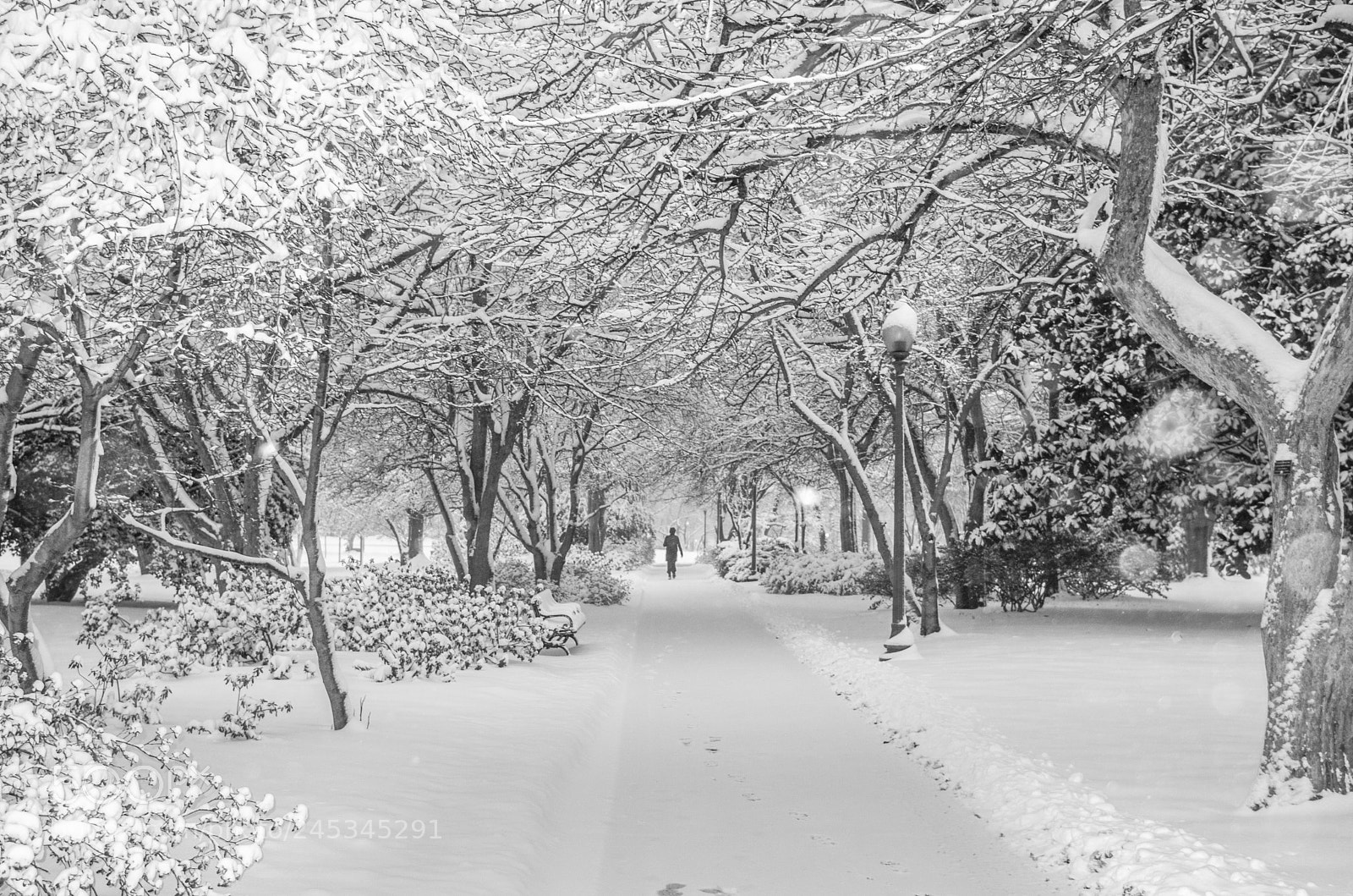 Nikon D5100 sample photo. Winter in america, washington photography