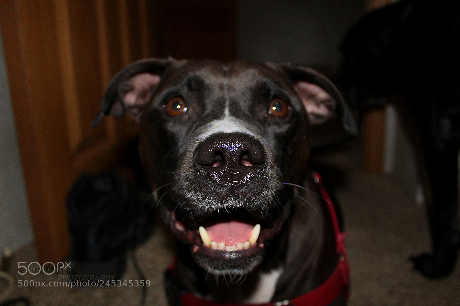 Canon EF-S 18-55mm F3.5-5.6 III sample photo. Upclosezerseynp photography
