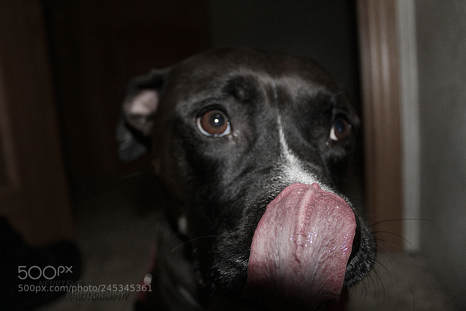 Canon EF-S 18-55mm F3.5-5.6 III sample photo. Zerseytoungenp photography