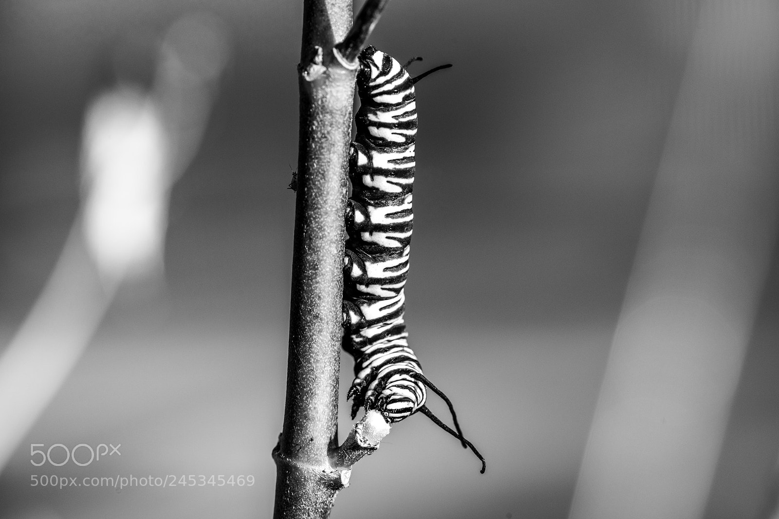 Nikon D850 sample photo. Monarch catapiller b&w photography