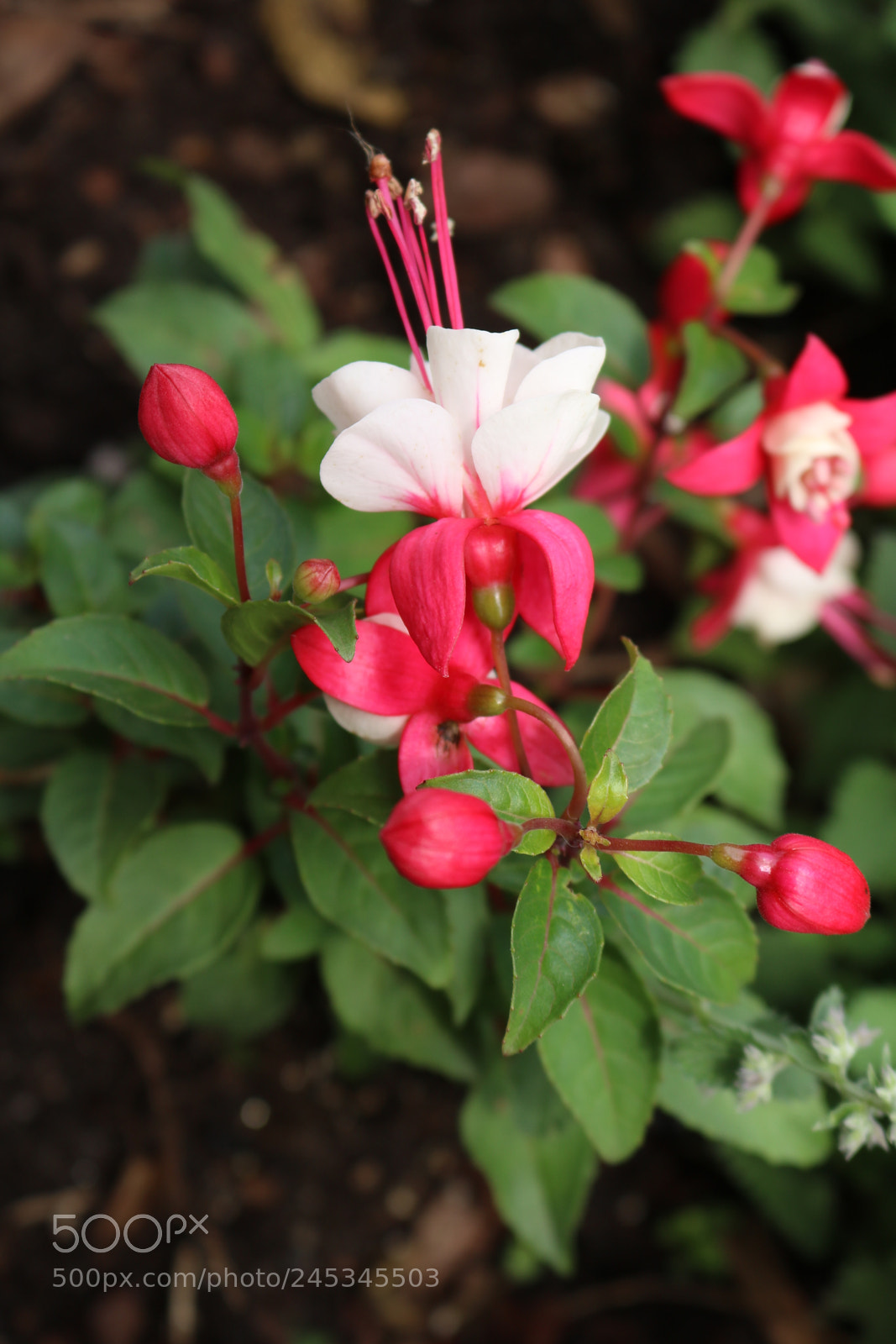 Canon EOS 750D (EOS Rebel T6i / EOS Kiss X8i) sample photo. Untitled photography