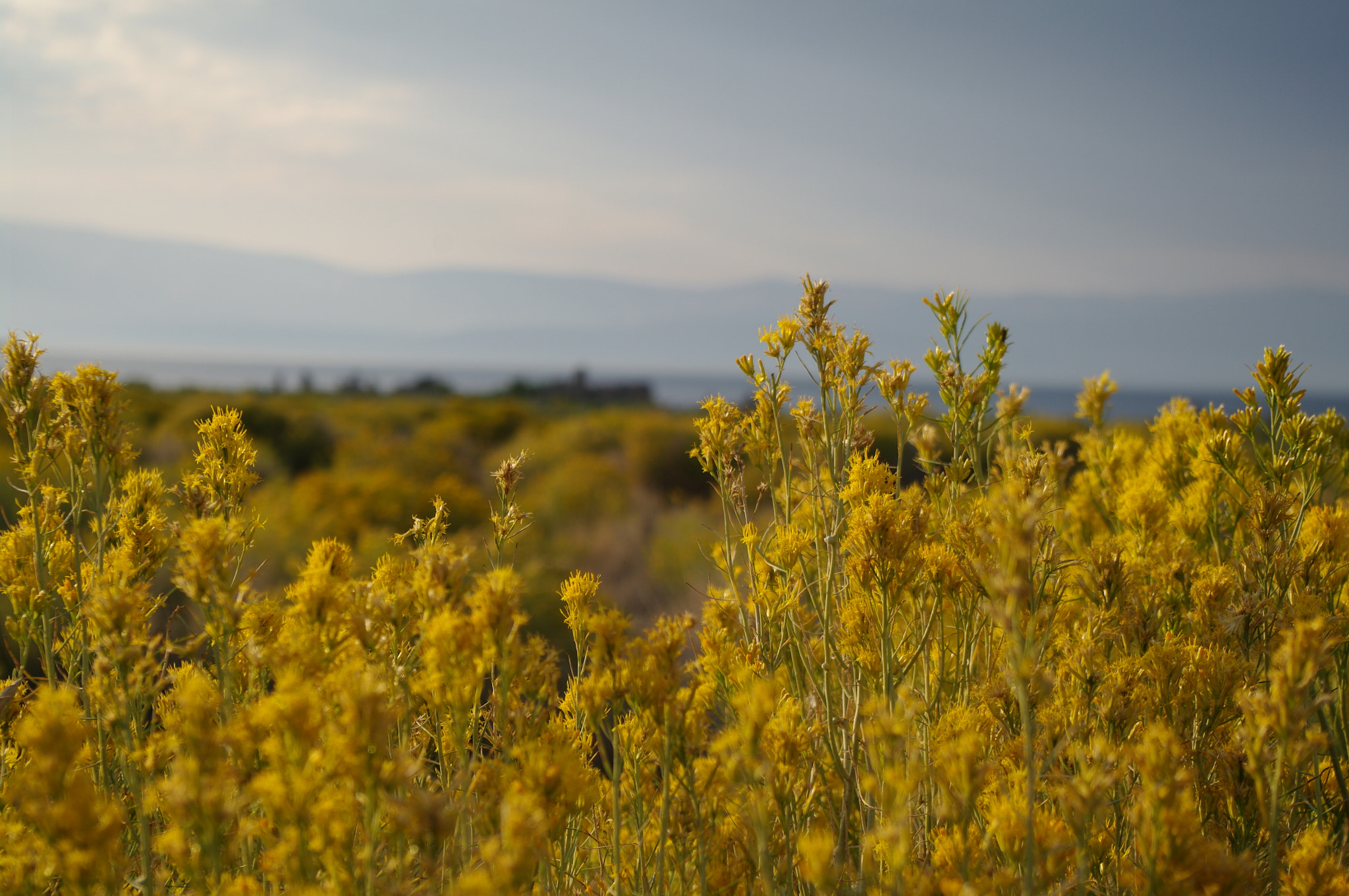Pentax K20D sample photo. Golden hour photography