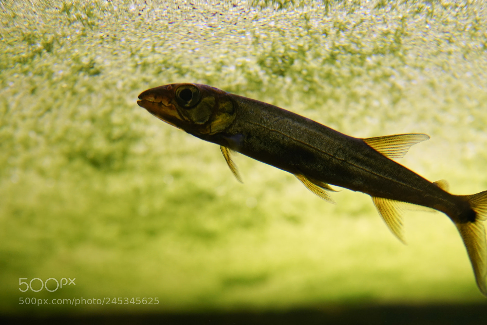 Sony a6300 sample photo. Little fish photography