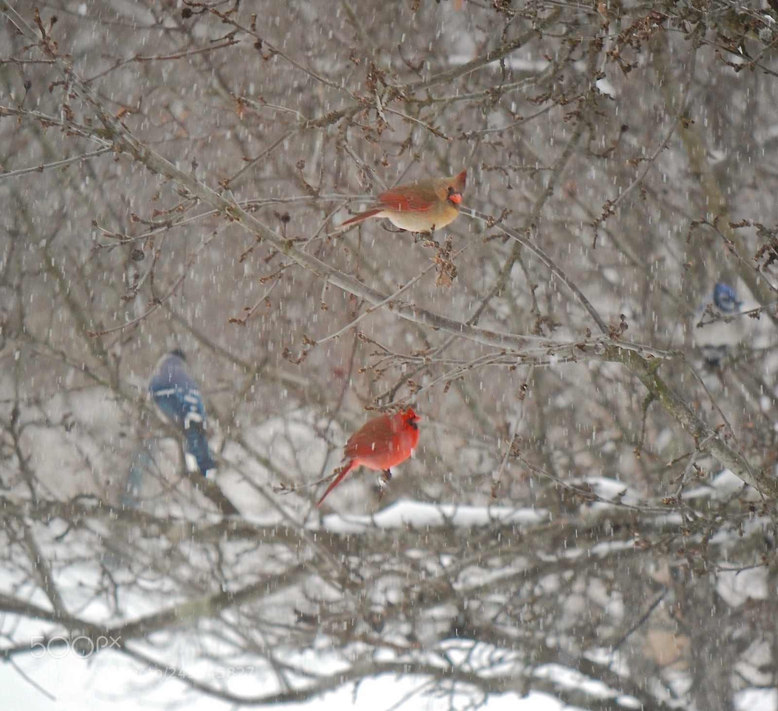 Nikon D40 sample photo. Winter's gems photography