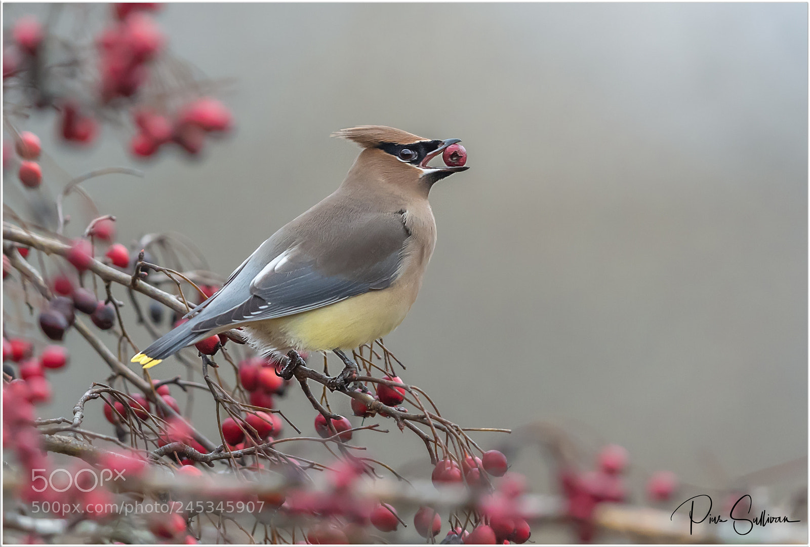 Canon EOS-1D X Mark II sample photo. Cedar waxwing photography