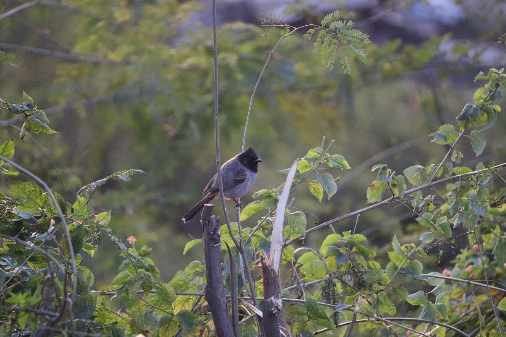 Canon EF-S 55-250mm F4-5.6 IS STM sample photo