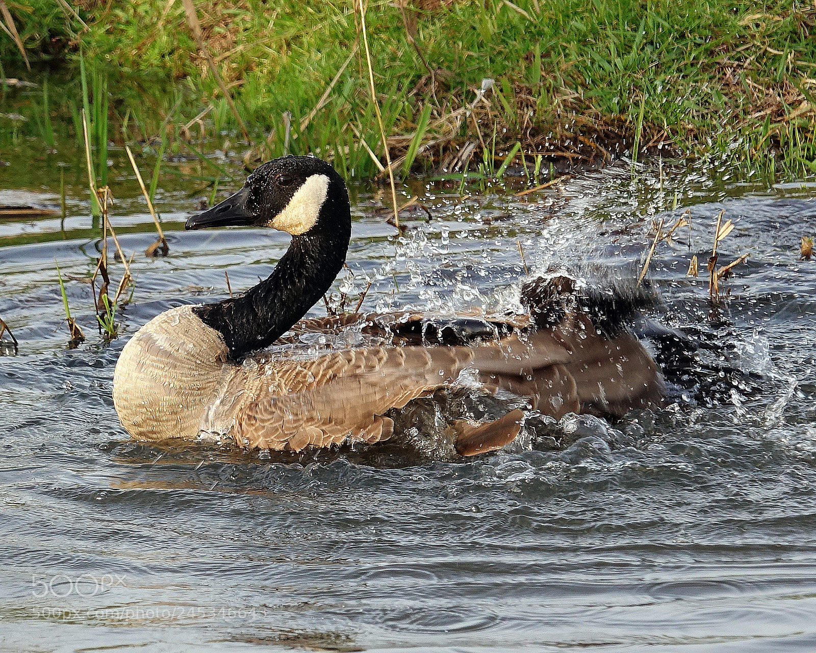 Sony Cyber-shot DSC-RX10 III sample photo. Goose bath photography