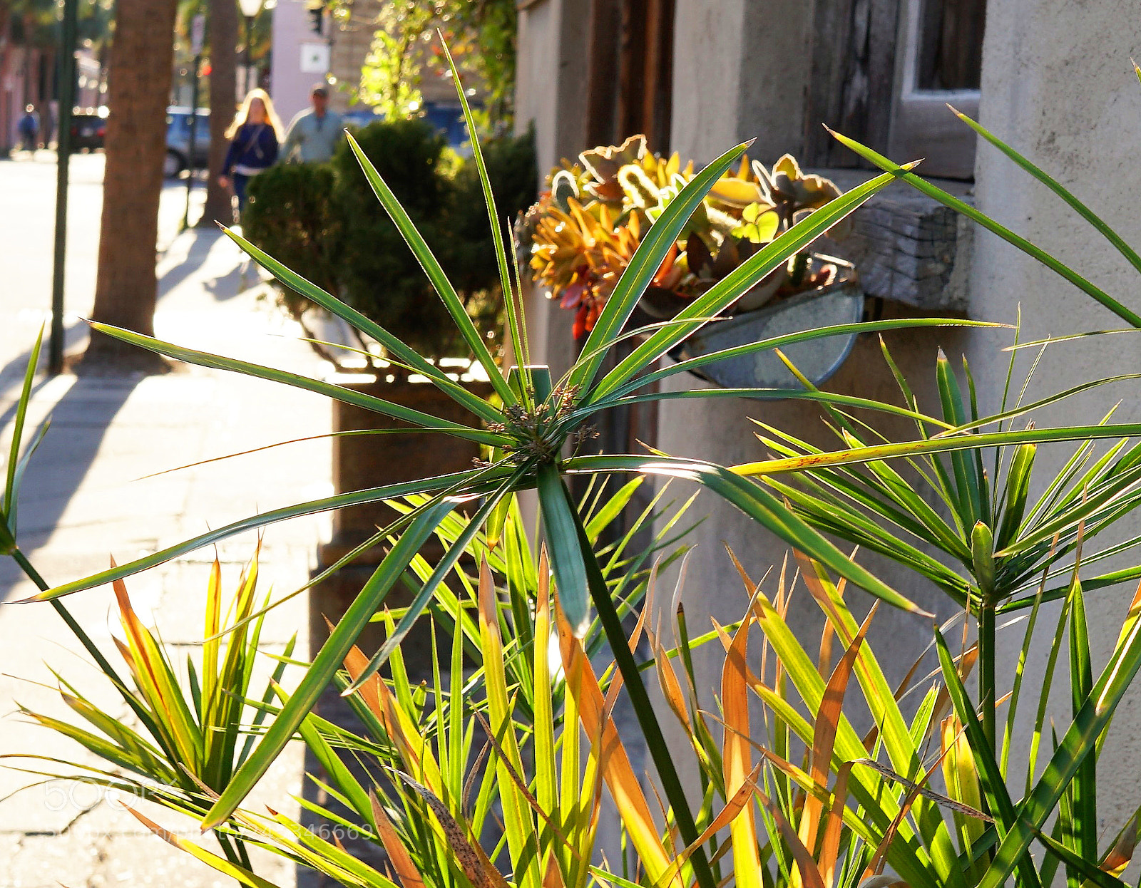 Sony a6500 sample photo. Plant in charleston sc photography