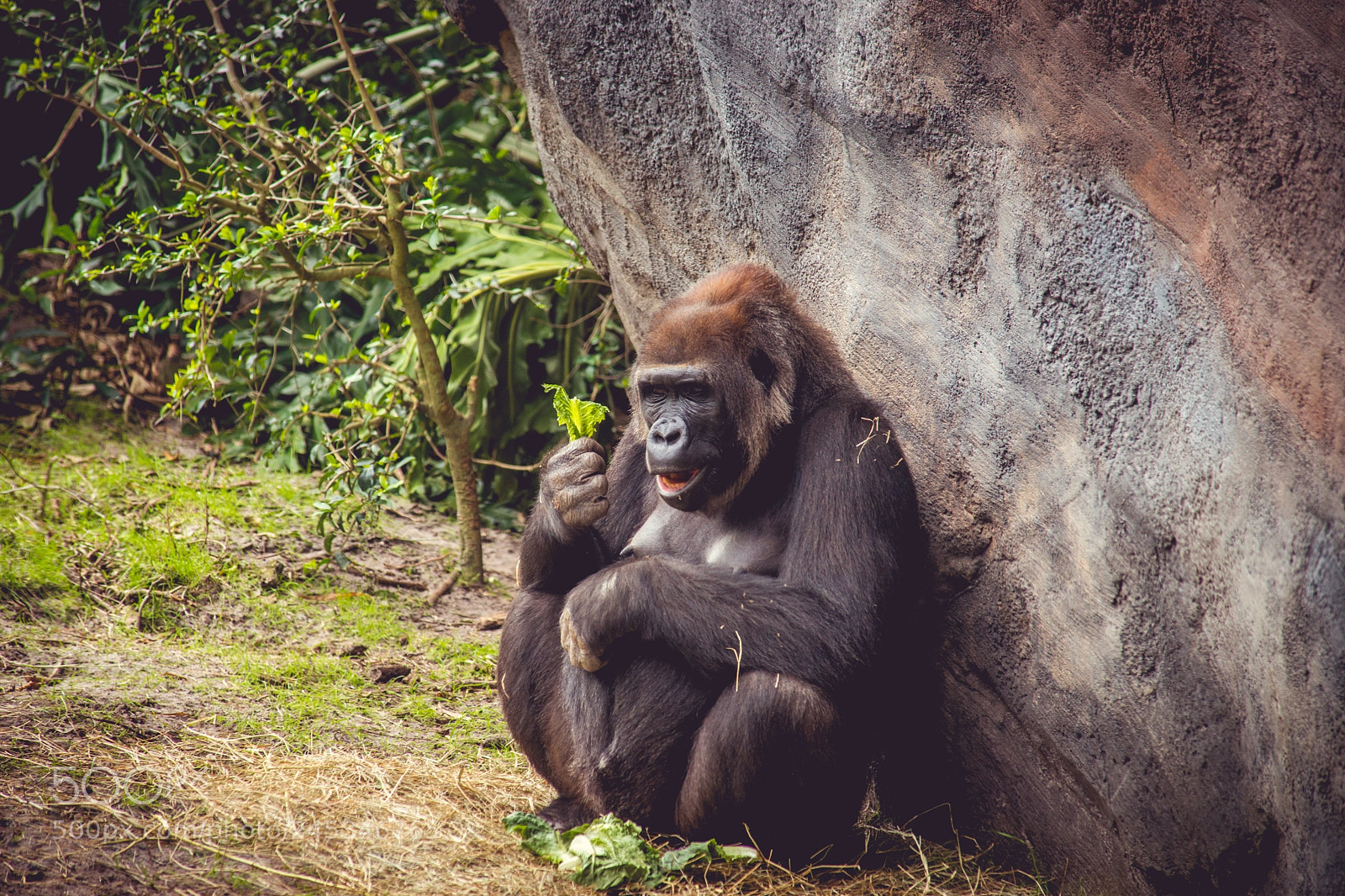 Sony SLT-A99V sample photo. Lady gorilla photography