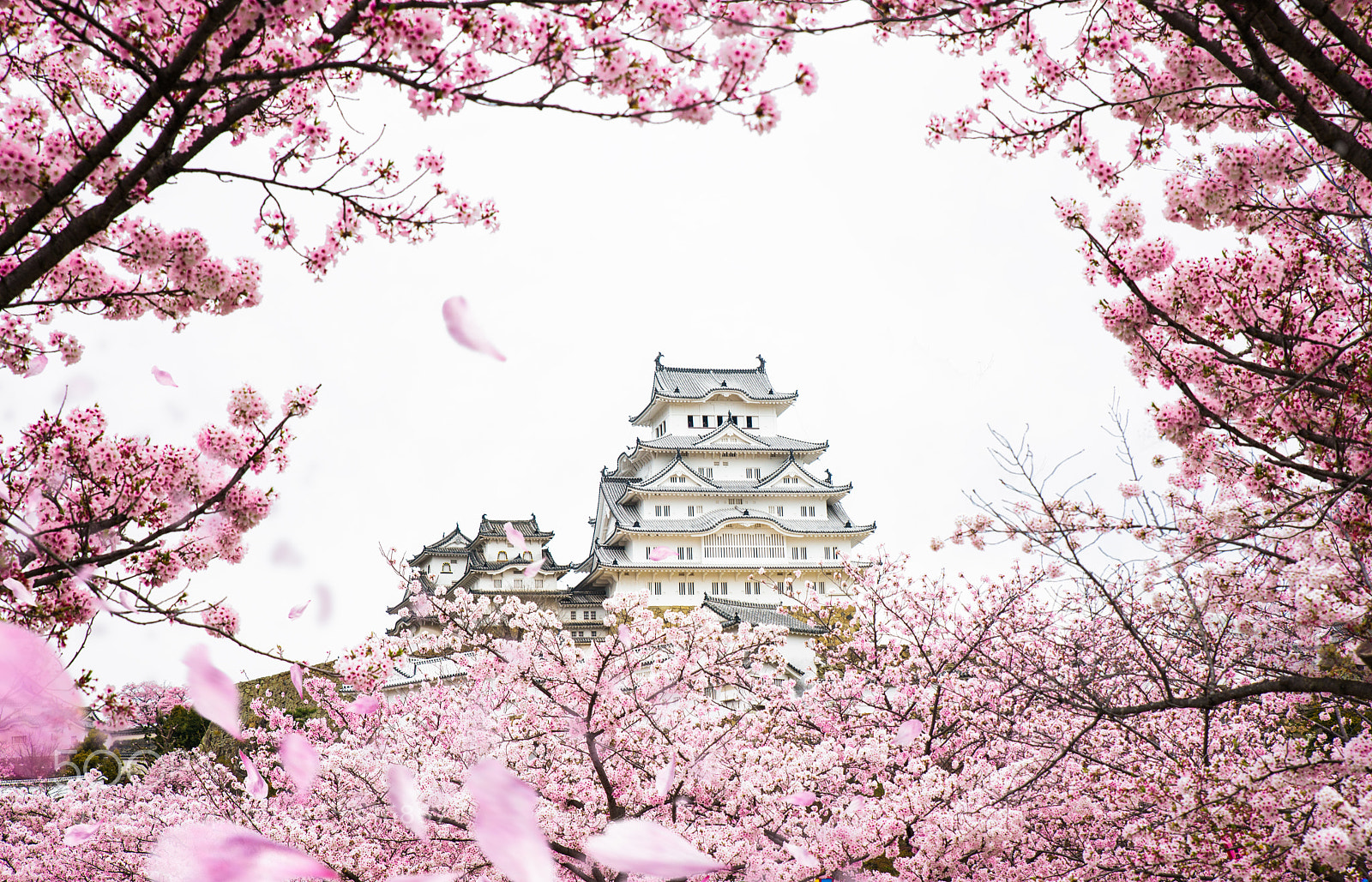 Nikon D800 sample photo. Himeji castle with frame photography