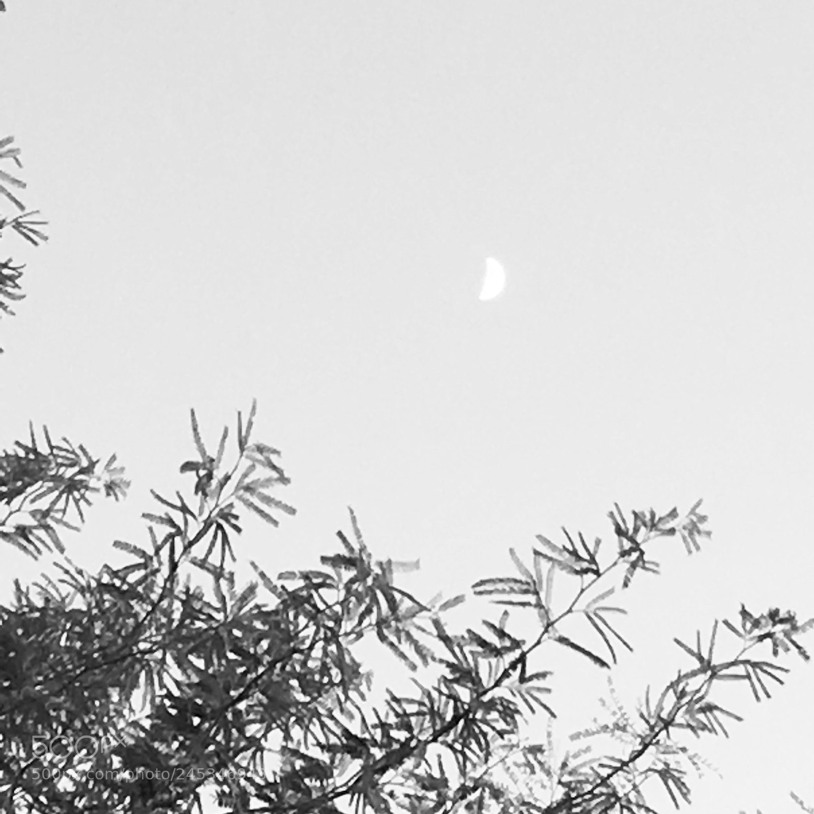 Apple iPhone 6s sample photo. Untitled photography