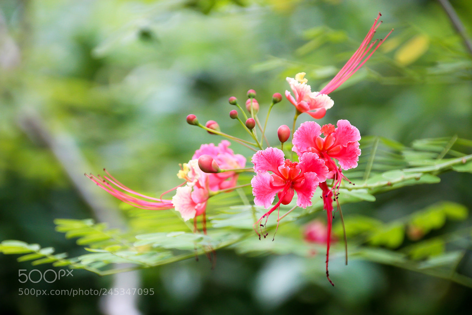 Canon EOS 600D (Rebel EOS T3i / EOS Kiss X5) sample photo. Singapore s botanical gardens photography