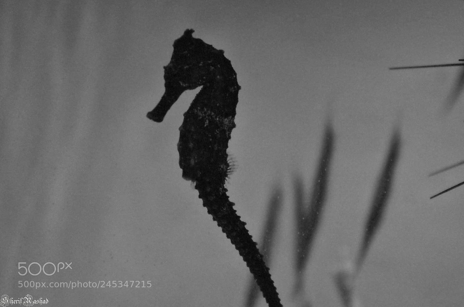 Pentax K-50 sample photo. Sea horse silhouette photography