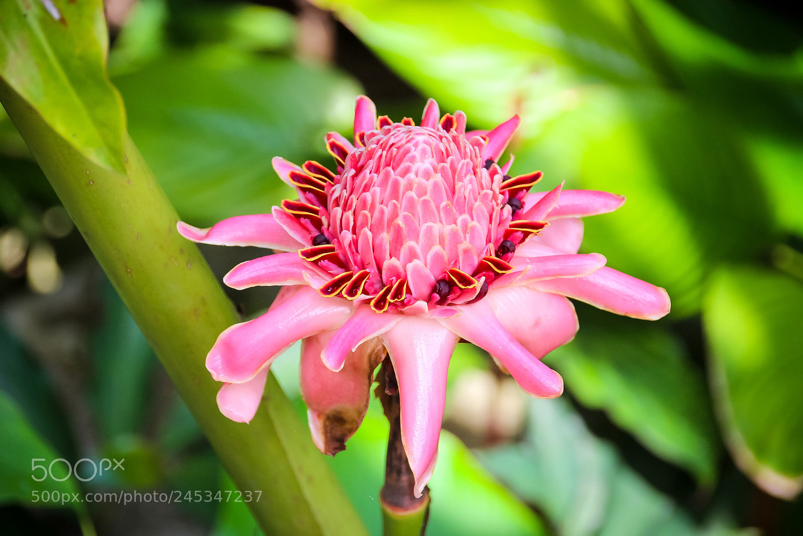 Canon EOS 600D (Rebel EOS T3i / EOS Kiss X5) sample photo. Botanical gardens pt ii photography