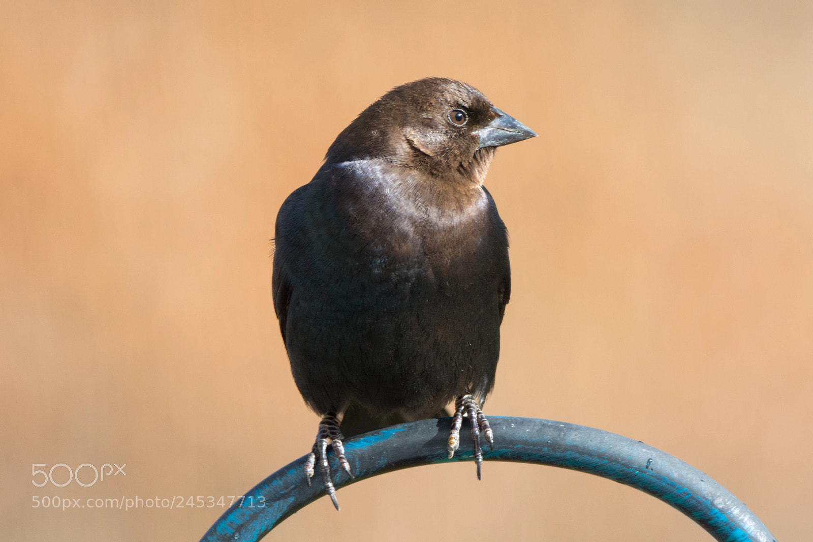 Nikon D5200 sample photo. Brown-headed cowbird perched on photography