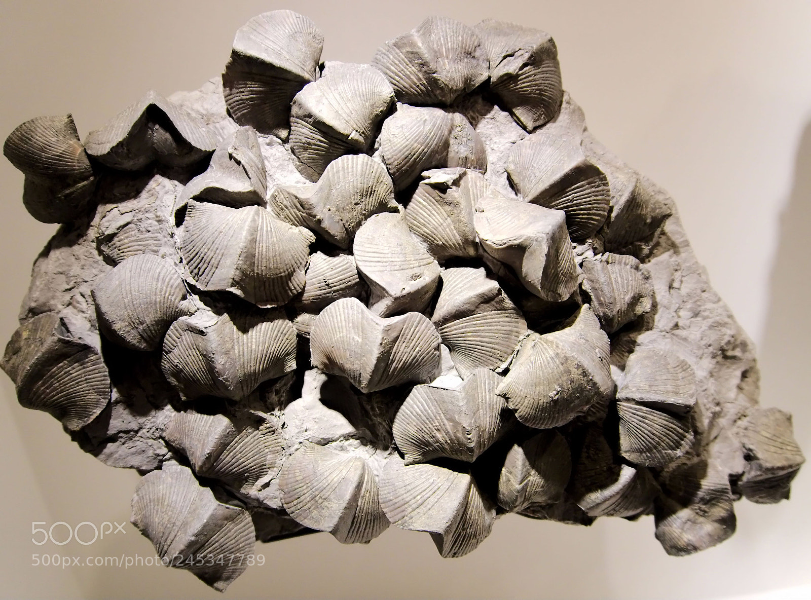 Sony a6300 sample photo. Fossils photography