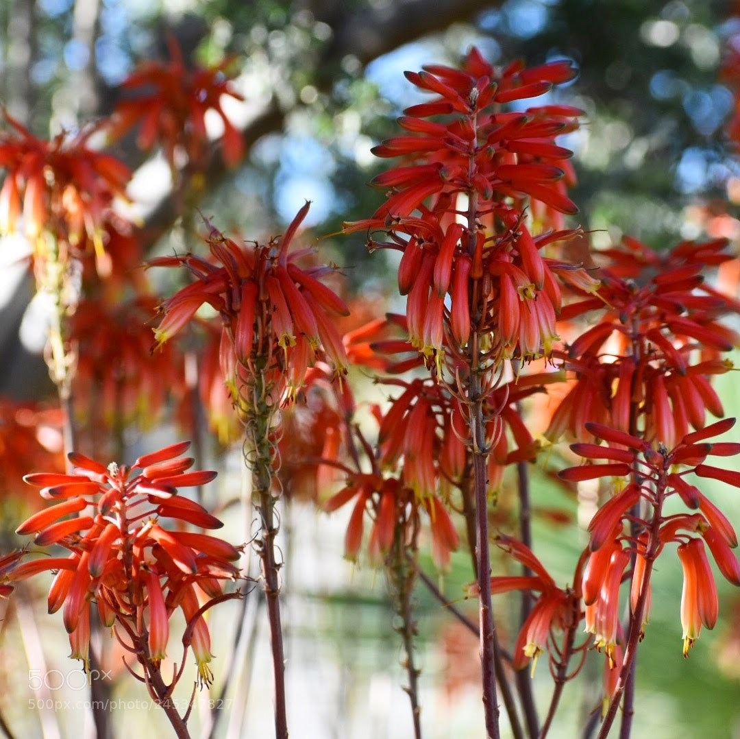 Nikon D7200 sample photo. Flowers mass photography