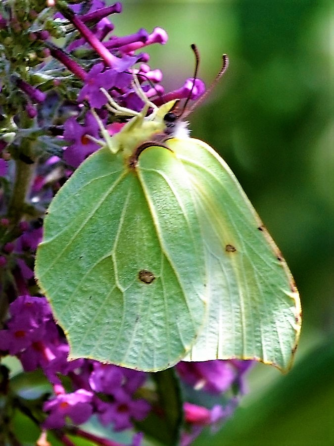 Sigma 105mm F2.8 EX DG OS HSM sample photo. Kelebek,schmetterling photography